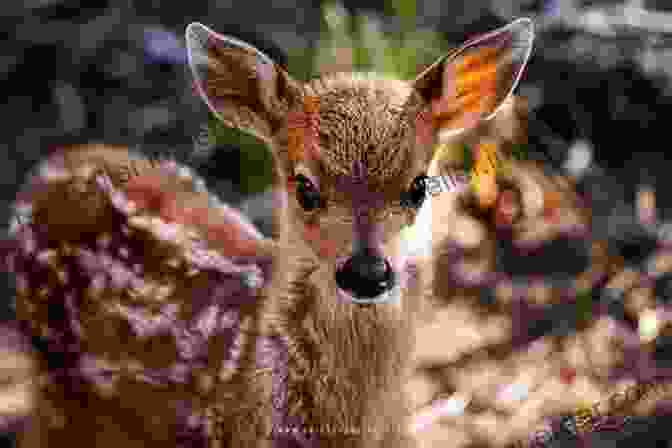 A Close Up Of A Baby Deer Wildlife: A Photographic Collection: Idaho: United States (Wildlife: Idaho)