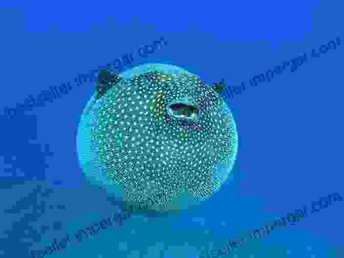 A Close Up Of A Pufferfish, Showcasing Its Ability To Inflate Its Body As A Defense Mechanism The Secret Life Of Fish: The Astonishing Truth About Our Aquatic Cousins