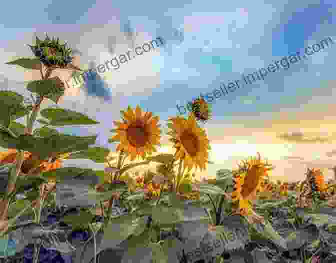 A Golden Field Of Sunflowers Reaching Towards The Summer Sun, Embodying The Joy And Abundance Of The Season. Ten Days In Paradise: Four Seasons Short And Sweet