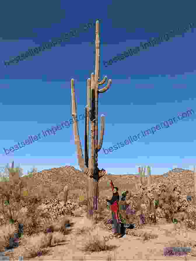 A Leaping Rat Scaling A Saguaro Cactus, While A Lizard Basks On A Nearby Branch Around One Cactus: Owls Bats And Leaping Rats