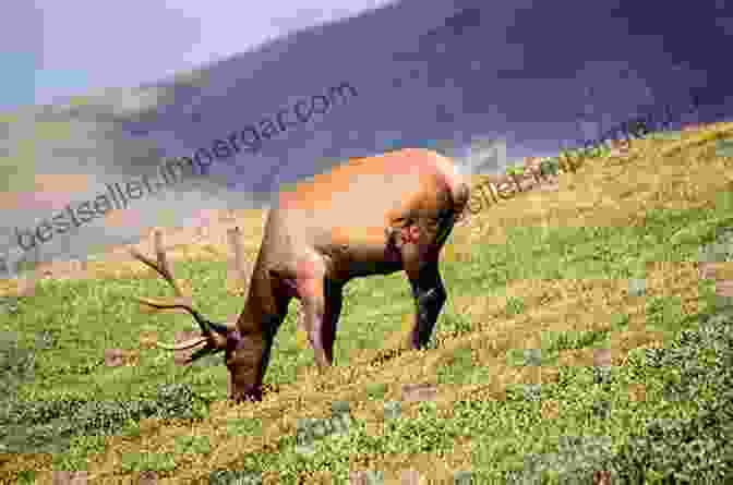 A Majestic Elk Grazing In A Meadow Wildlife: A Photographic Collection: Idaho: United States (Wildlife: Idaho)