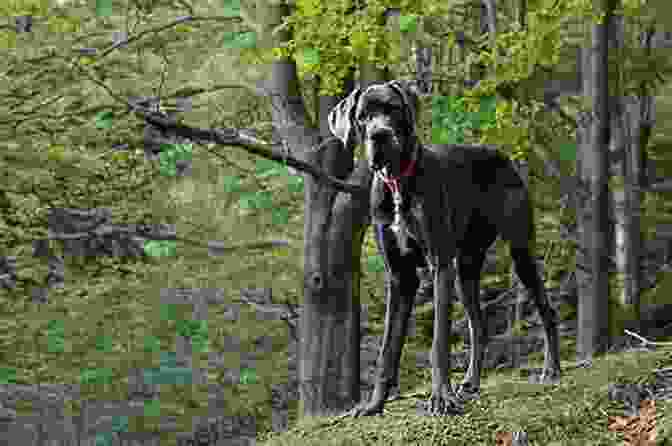 A Majestic Great Dane Dogs On Instagram Dogsofinstagram