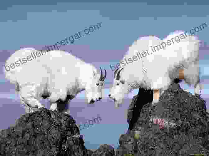 A Mountain Goat Scaling A Rocky Mountain Wildlife: A Photographic Collection: Idaho: United States (Wildlife: Idaho)