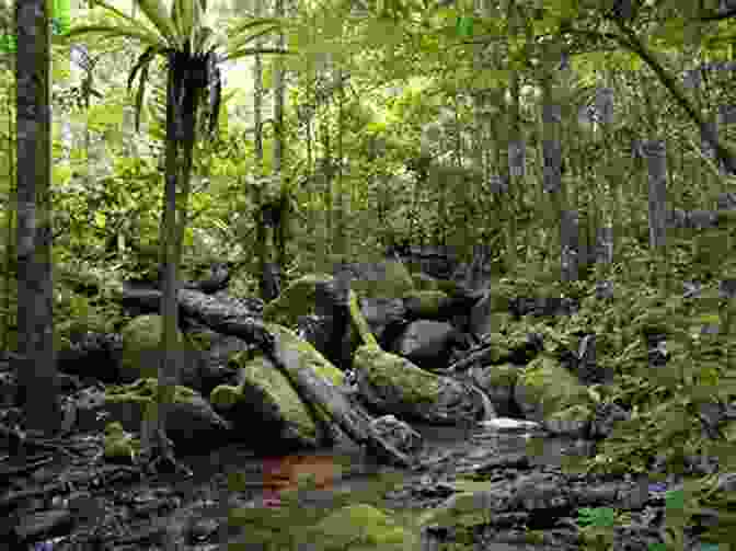 A Panoramic View Of A Lush Forest, Showcasing The Diversity Of Plant Life And Its Interconnectedness. Where Do Forests Come From? Understanding Plant Reproduction Grade 5 Children S Nature