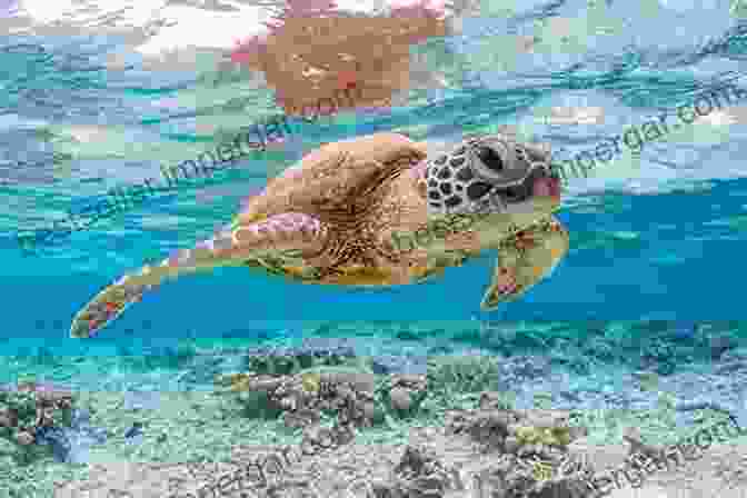 A Photograph Of A Vibrant Sea Turtle Swimming Through A Coral Reef, Capturing The Beauty Of Marine Life The Secret Life Of Fish: The Astonishing Truth About Our Aquatic Cousins