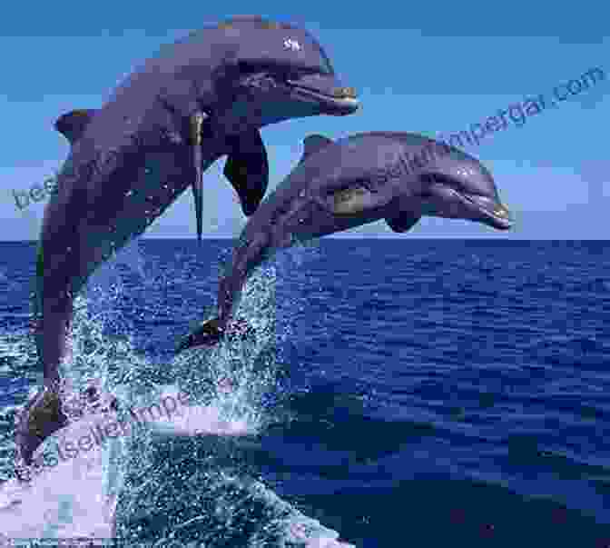 A Pod Of Dolphins Leaping From The Water, Capturing Their Grace And Playful Nature. Sea Stories Archie T Miller