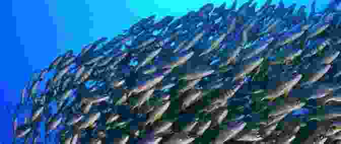 A School Of Fish Swimming In Unison, Showcasing Their Synchronized Movements The Secret Life Of Fish: The Astonishing Truth About Our Aquatic Cousins