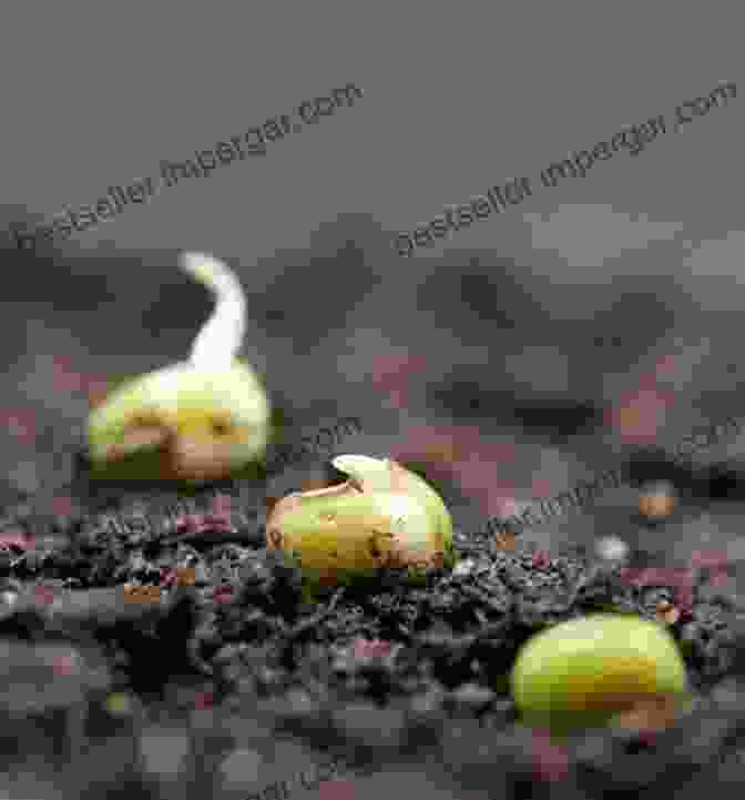 A Time Lapse Image Of A Seed Germinating, Revealing The Emergence Of A New Seedling. Where Do Forests Come From? Understanding Plant Reproduction Grade 5 Children S Nature