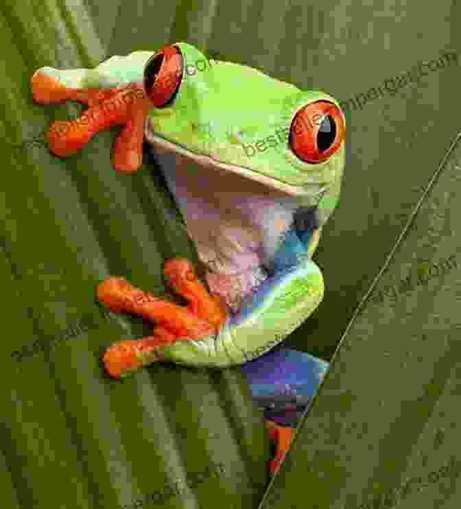 A Vivid Photograph Of A Vibrant Green Tree Frog Perched On A Leaf. Gribbit Fun Facts About Frogs Of The World: Frogs For Kids Herpetology (Children S Zoology Books)