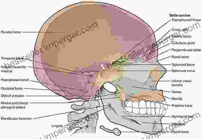 Aerial View Of A Skull Field Drawing The Skull Field Drawings John Pirillo