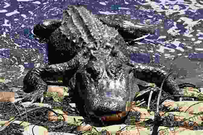 American Alligator Resting In Texas Gulf Coast Alligators Of Texas (Gulf Coast Sponsored By Texas A M University Corpus Christi 29)