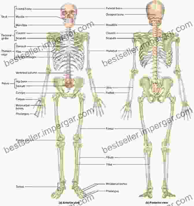 An Image Of A Human Skeleton, Highlighting Its Intricate Structure And Complexity. Bioarchaeology: Interpreting Behavior From The Human Skeleton (Cambridge Studies In Biological And Evolutionary Anthropology 69)