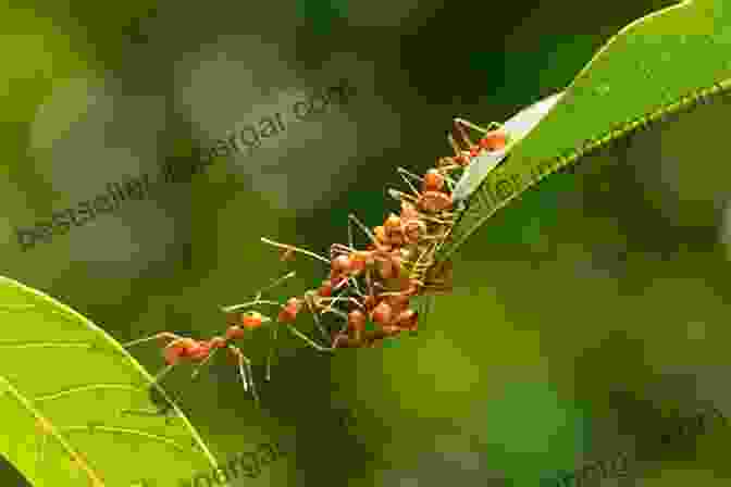 Ants Working Together In A Colony The Zoologist S Guide To The Galaxy: What Animals On Earth Reveal About Aliens And Ourselves