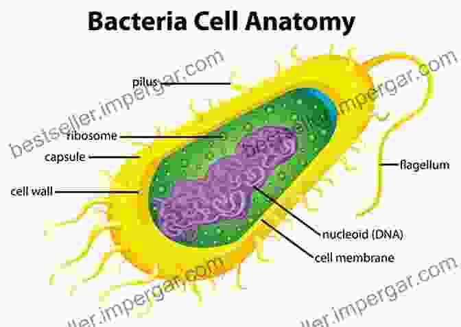 Bacteria Structure: Unraveling The Complexity The Bacteria: Their Origin Structure Function And Antibiosis