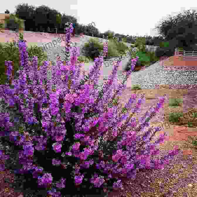 Blooming Perennial Garden In Texas Perennial Garden Color (Texas A M AgriLife Research And Extension Service Series)