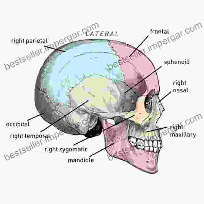 Close Up View Of A Skull Field Drawing, Showing Intricate Patterns The Skull Field Drawings John Pirillo