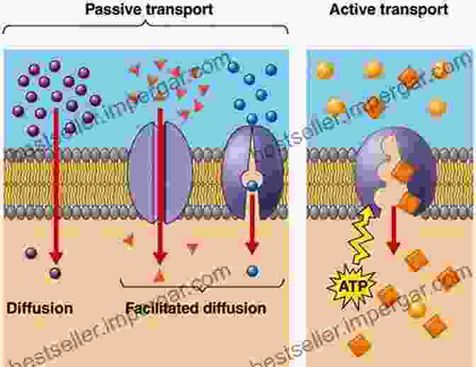 Diagram Depicting The Different Types Of Transport Mechanisms Across Cell Membranes. To Cellular Biophysics Volume 1: Membrane Transport Mechanisms (IOP Concise Physics)