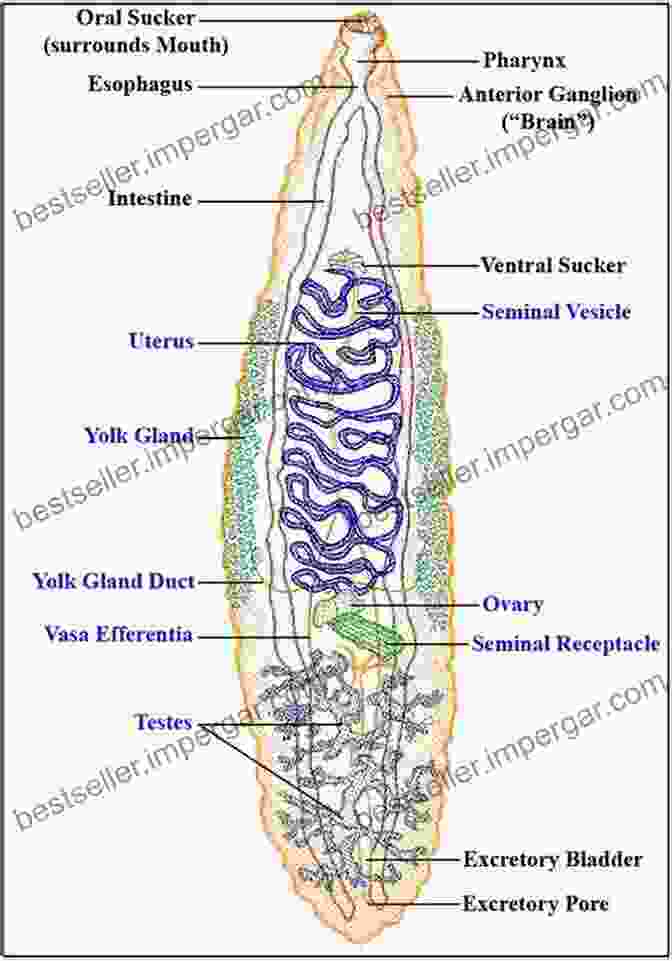 Diagram Illustrating The Use Of Keys For Trematode Identification Keys To The Trematoda Volume 1 (Cabi)