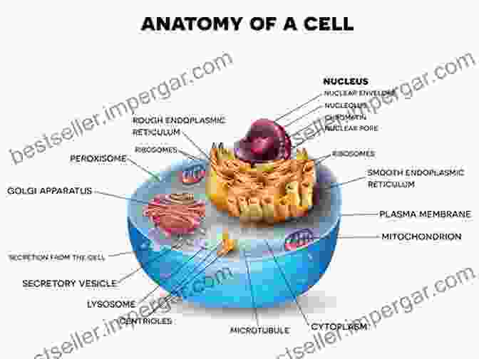 Diagram Of Biological Cell The Theory Of Intermolecular Forces