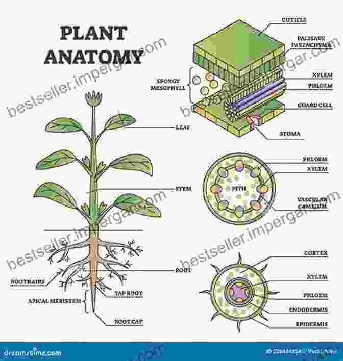 Diagram Of Plant Anatomy, Showcasing The Different Parts Of A Plant, Including Roots, Stems, Leaves, And Flowers. The Elements Of Botany For Beginners And For Schools