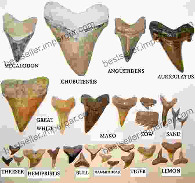 Different Types Of Shark Teeth Shark Tooth Hunting On The Carolina Coast