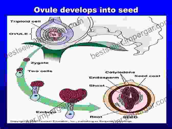 Embryology In Plants: A Developing Embryo Nestled Within An Ovule Reproductive Physiology In Plants (Research Progress In Botany)