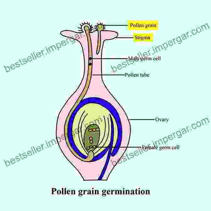 Fertilization In Plants: A Pollen Tube Extending Towards An Ovule, Carrying Sperm Cells Reproductive Physiology In Plants (Research Progress In Botany)