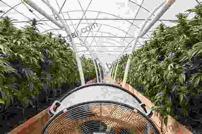 Greenhouse Cannabis Plants, Showcasing Modern Cultivation Techniques Weed Science: Cannabis Controversies And Challenges