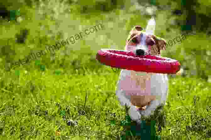 Homer, The Stray Dog, Is Playing With His Toys In His Foster Home. Homer And The Holiday Miracle: A True Story