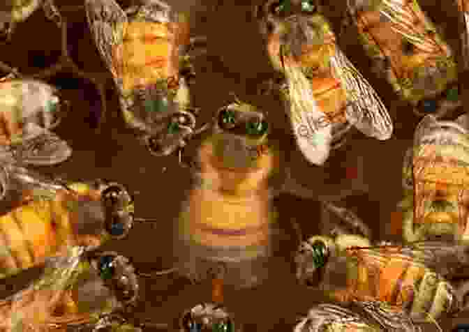 Honeybees Performing A Waggle Dance The Zoologist S Guide To The Galaxy: What Animals On Earth Reveal About Aliens And Ourselves