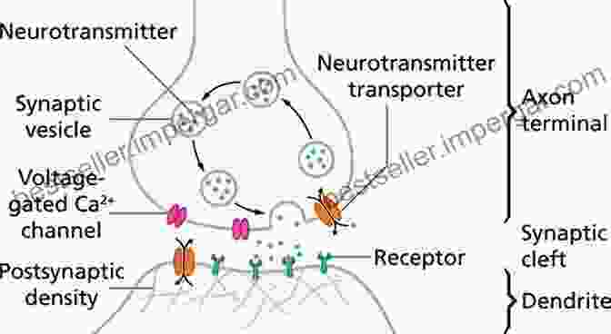 Illustration Of An Action Potential, A Rapid Electrical Signal That Propagates Along Nerve Cells. To Cellular Biophysics Volume 1: Membrane Transport Mechanisms (IOP Concise Physics)