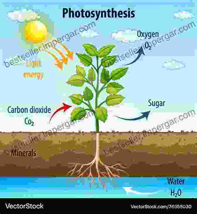 Illustration Of Plant Physiology, Depicting The Processes Of Photosynthesis, Water Transport, And Nutrient Uptake. The Elements Of Botany For Beginners And For Schools