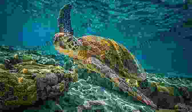 Image Of A Majestic Loggerhead Turtle Swimming In The Coastal Waters The Low Country: A Naturalist S Field Guide To Coastal Georgia The Carolinas And North Florida