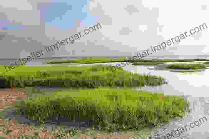 Image Of A Picturesque Salt Marsh Teeming With Life The Low Country: A Naturalist S Field Guide To Coastal Georgia The Carolinas And North Florida