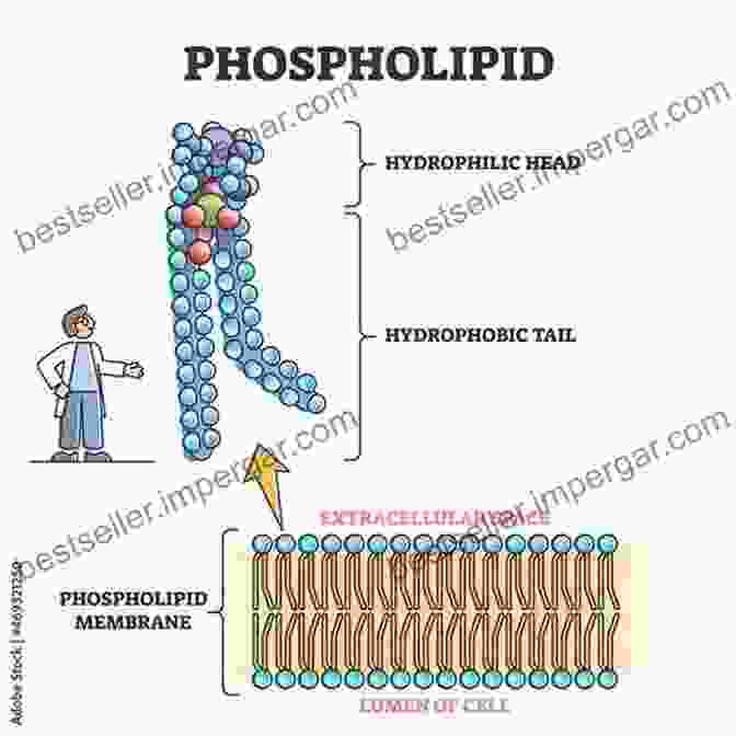 Image Of An Ellipsoidal Micelle With Hydrophilic Headgroups (blue) And Hydrophobic Tails (red) Effect Of Addition Of Crown Ether On The Micellar Behavior Of Dodecyltrimethylammonium Chloride In Aqueous Media