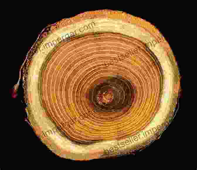 Intricate Growth Rings Of A Tree, Showcasing The Passage Of Time Fundamentals Of Tree Ring Research