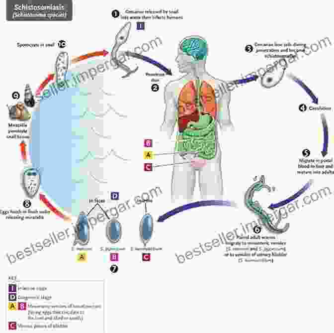 Intricate Illustrations Depicting The Anatomy And Life Stages Of Trematodes Keys To The Trematoda Volume 1 (Cabi)