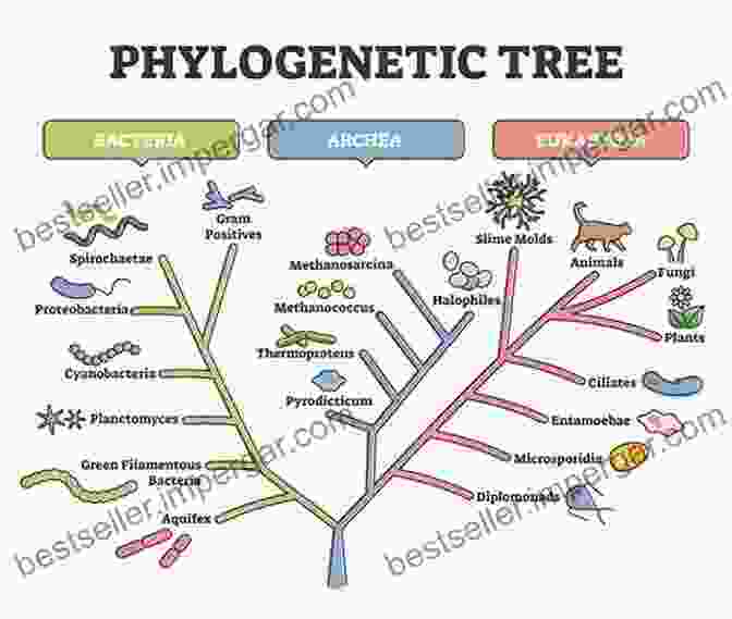 Phylogenetic Tree Representing The Classification Of Plants, Highlighting The Major Groups And Their Evolutionary Relationships. The Elements Of Botany For Beginners And For Schools