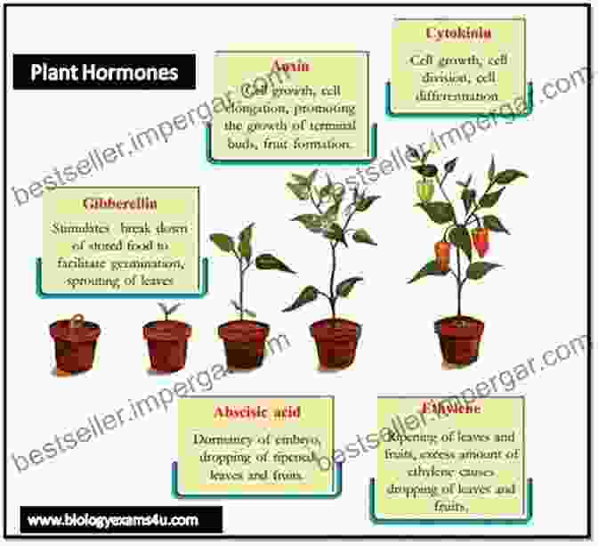 Plant Hormones: A Graphic Representation Of Different Plant Hormones And Their Roles In Regulating Reproductive Processes Reproductive Physiology In Plants (Research Progress In Botany)