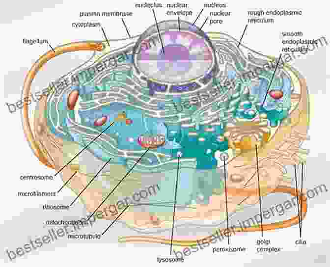 Schematic Diagram Of A Eukaryotic Cell, Showcasing Its Organelles And Their Functions. To Cellular Biophysics Volume 1: Membrane Transport Mechanisms (IOP Concise Physics)