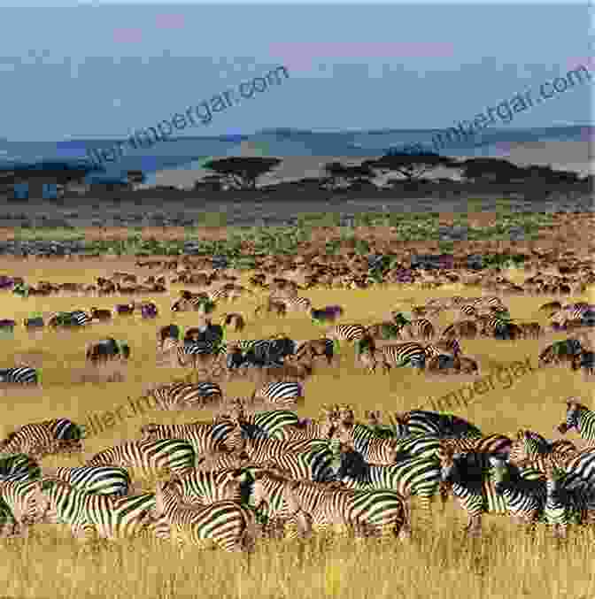 The Serengeti Is A Vast And Beautiful Wilderness Area In Tanzania, East Africa. It Is Home To A Wide Variety Of Wildlife, Including The Big Five (lions, Leopards, Elephants, Rhinos, And Buffalos). The Serengeti Is Also A UNESCO World Heritage Site. A Place Like No Other: Discovering The Secrets Of Serengeti