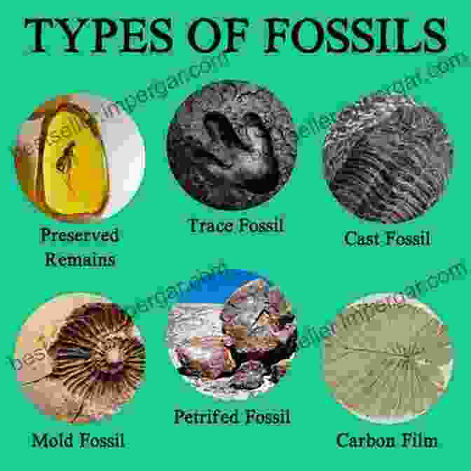 Types Of Fossils How Do Fossils Form? The Earth S History In Rocks Children S Earth Sciences