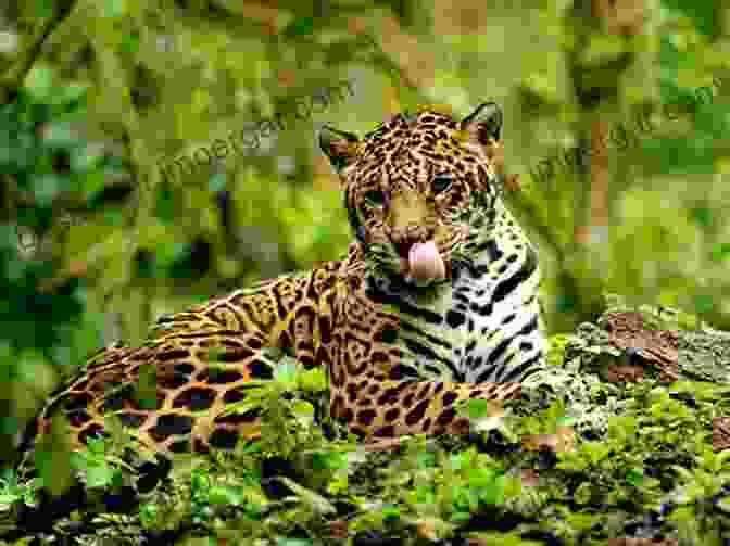 Vibrant Rainforest Animals, Including Jaguars, Monkeys, And Parrots Who Lives In A Tropical Rainforest? Nature For Kids Children S Nature