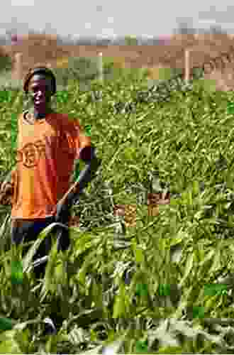 Agricultural Transformation In Ethiopia: State Policy And Smallholder Farming (Africa Now)