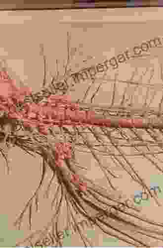 The Human Nervous System Anne Firth Murray